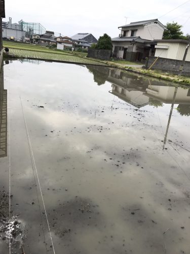 20170625%e7%94%b0%e6%a4%8d%e3%81%88_170626_0022