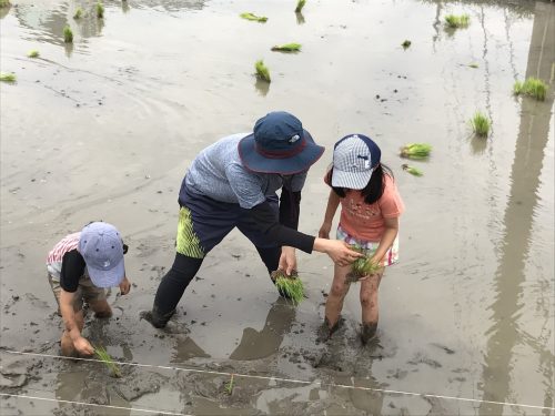 20170625%e7%94%b0%e6%a4%8d%e3%81%88_170626_0026