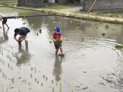 20170625%e7%94%b0%e6%a4%8d%e3%81%88_170626_0027